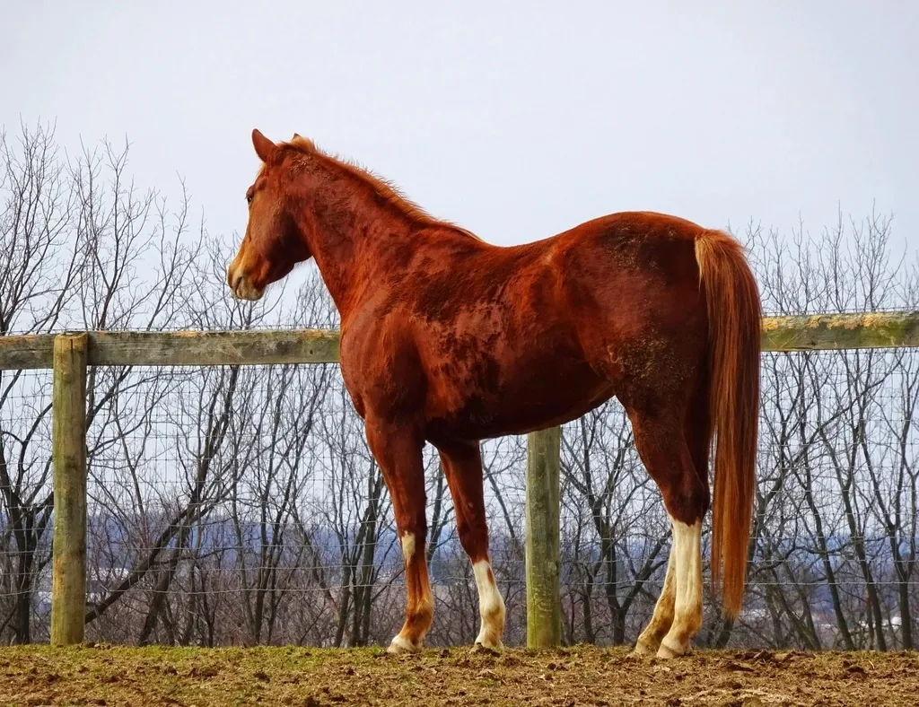 Horses running on the turf